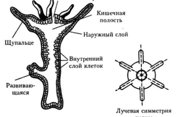 Кракен официальное зеркало