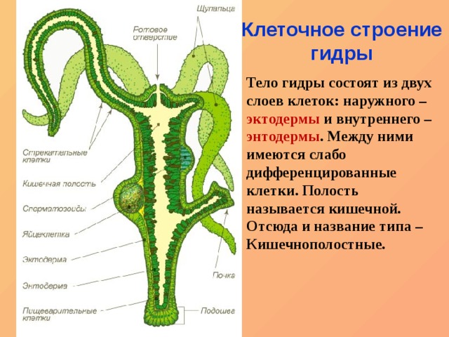 Kraken зеркала kr2web in